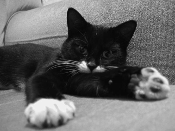 jessica - Mâle (3 ans)