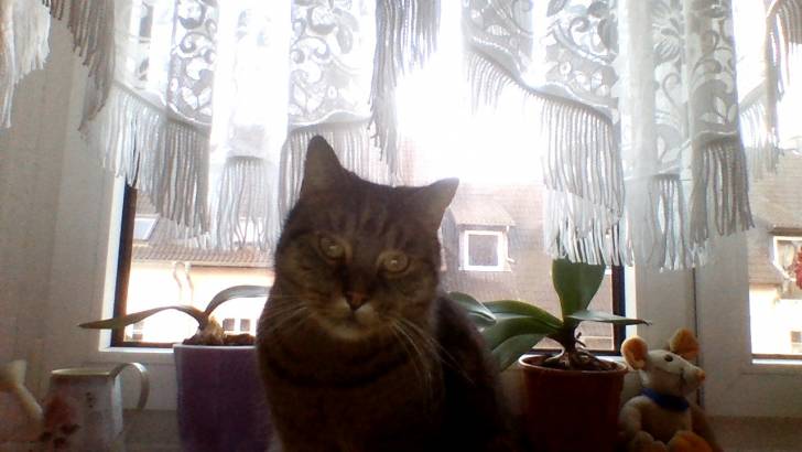 Sammy - Mâle (11 ans)