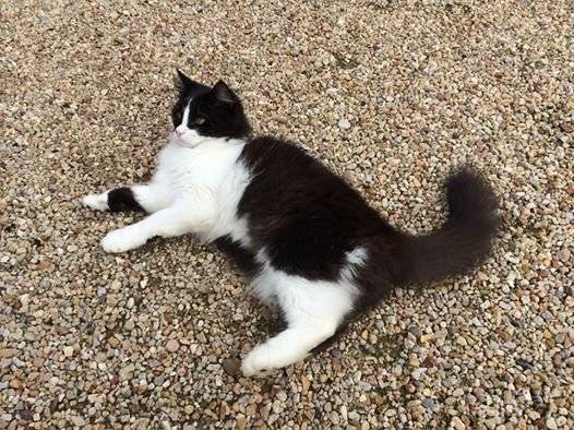 Tao (RIP) - (3 ans)