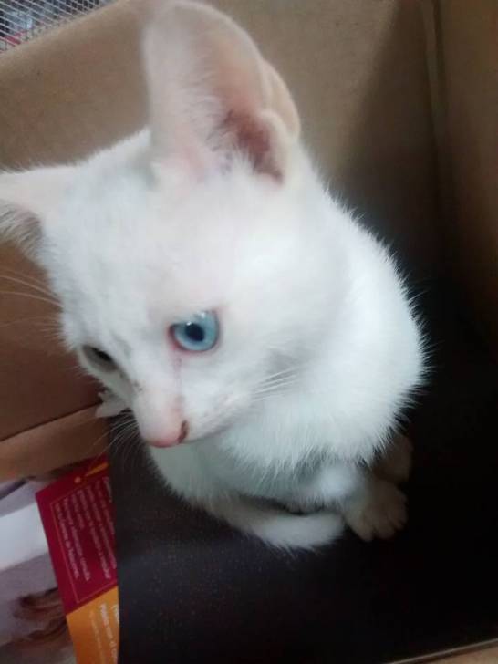 Carl - Mâle (3 mois)
