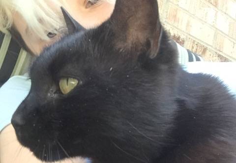 Toothless - (6 ans)