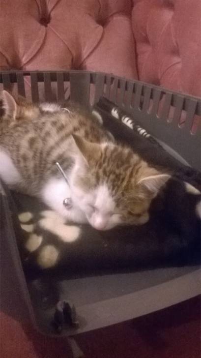 Harley - Mâle (2 mois)