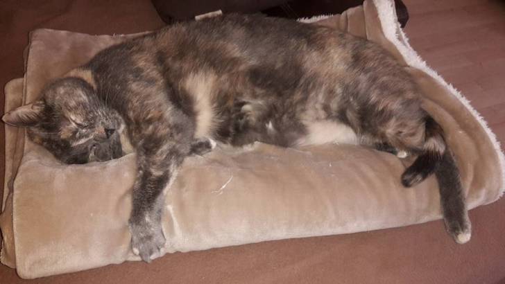 Lady qui fait un petit dodo -