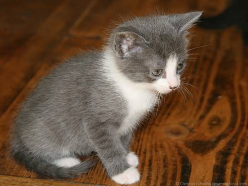 c est mon chat ficelle! - (11 mois)