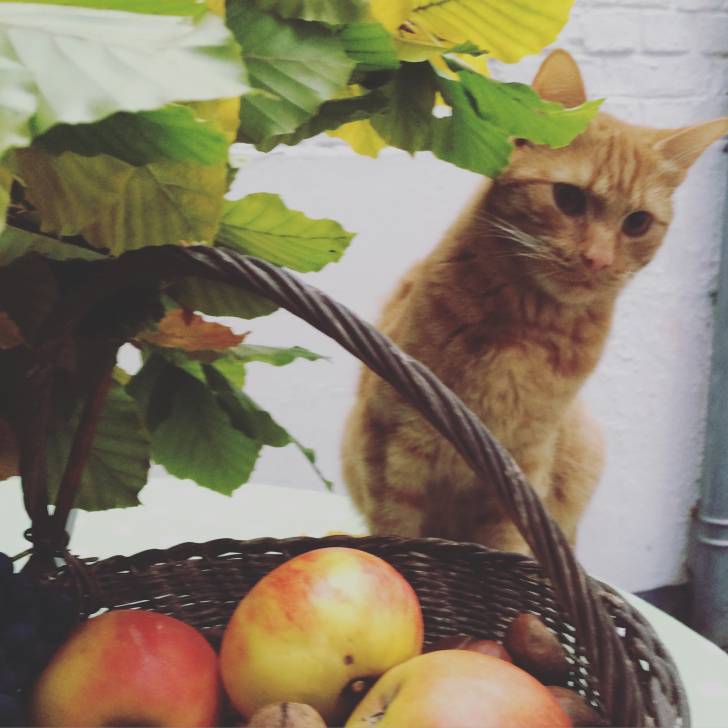 Darwin - Mâle (2 ans)