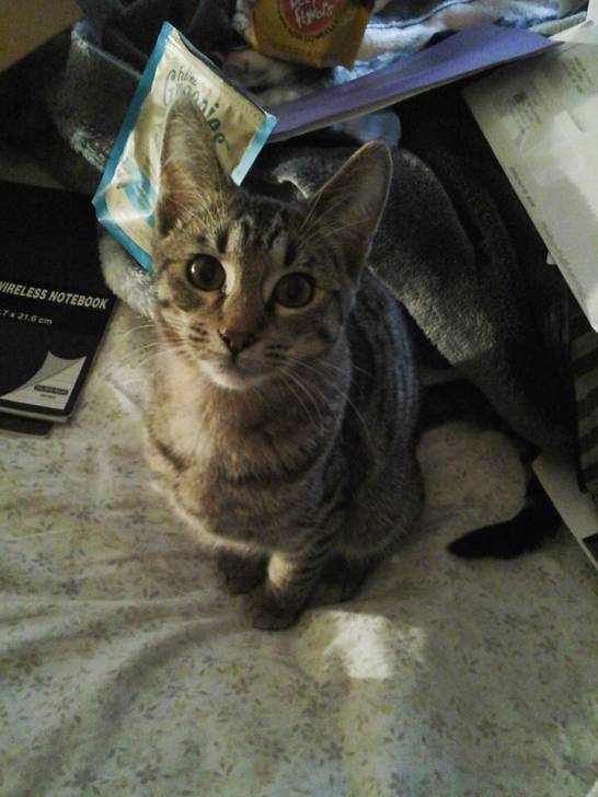 Kit - Mâle (10 mois)