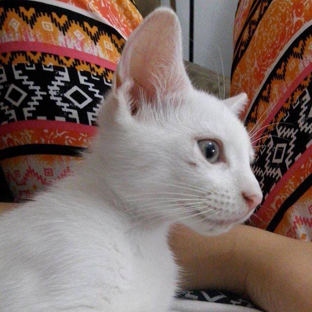 Harley - (2 mois)