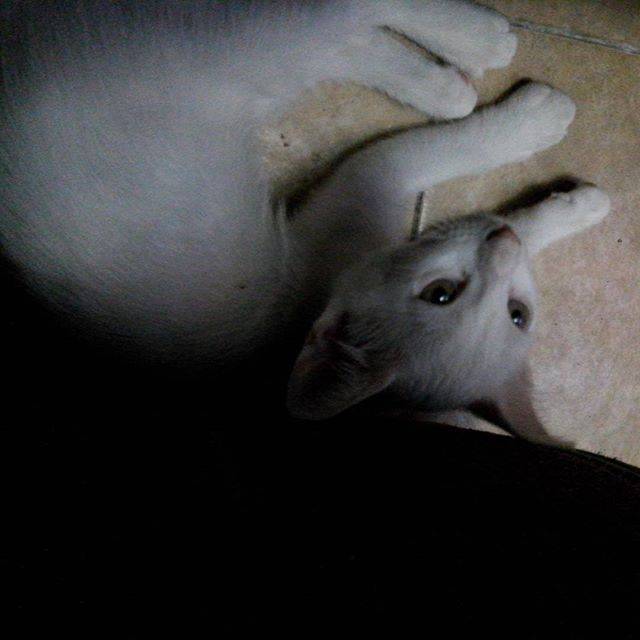 Harley - (2 mois)