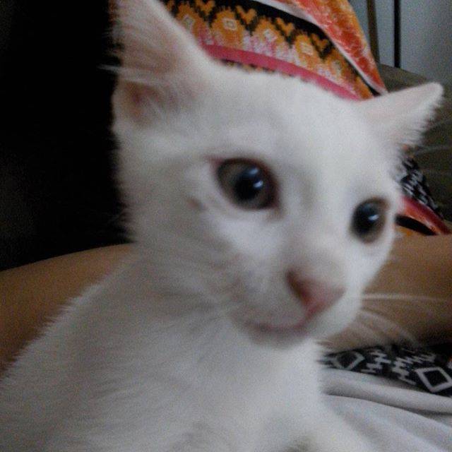 Harley - (2 mois)