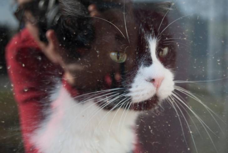 Kisses Oreo - Mâle (9 ans)