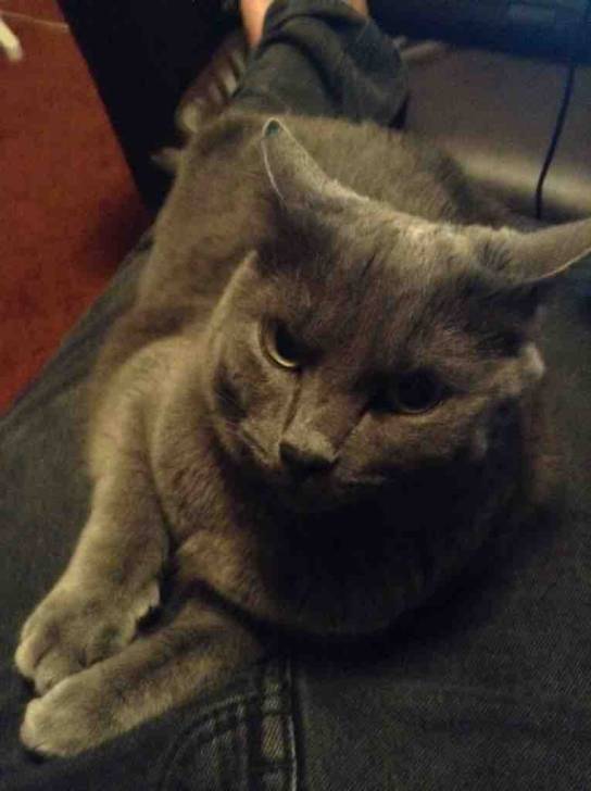 Gray -
