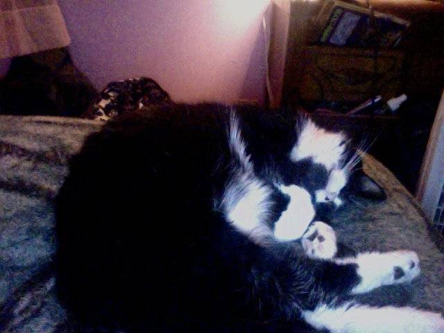 Kisses Oreo - Mâle (8 ans)