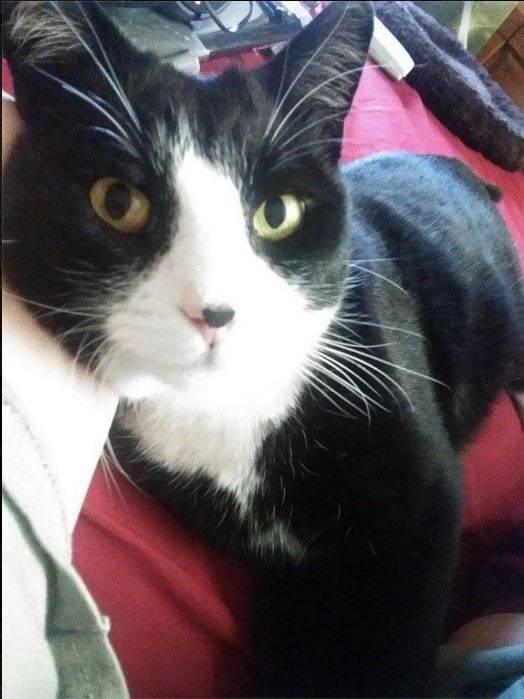 Merlin - Mâle (9 ans)