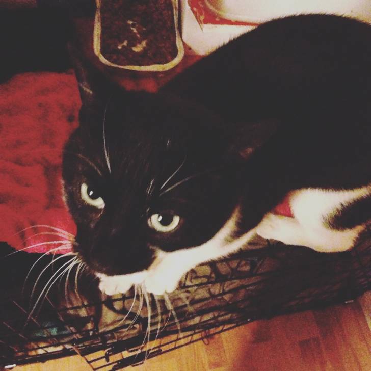 Nico - Mâle (6 ans)