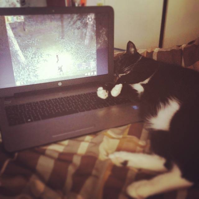 Shadow - Mâle (5 ans)