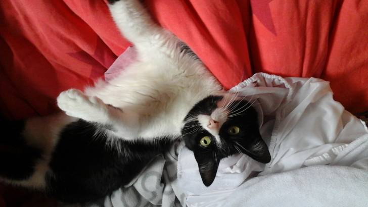mon bb chaton - (10 ans)