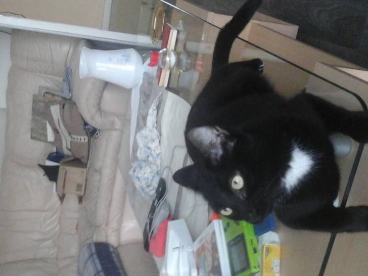 chat Guizmo - Mâle (7 ans)