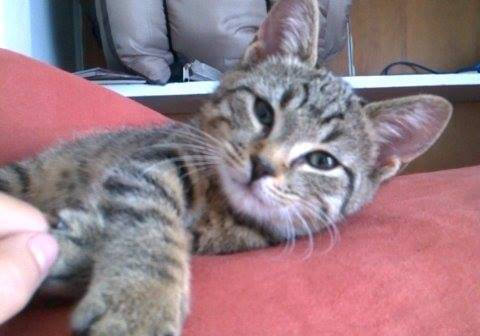 Adabella - (5 mois)