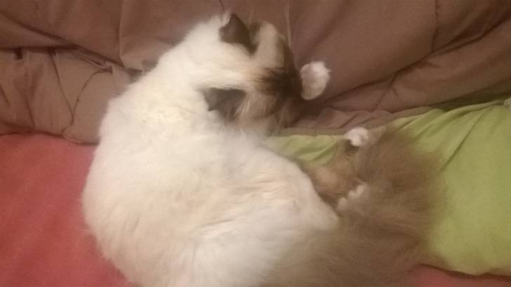 Ippy (Sacré de Birmanie) - Mâle (3 ans)