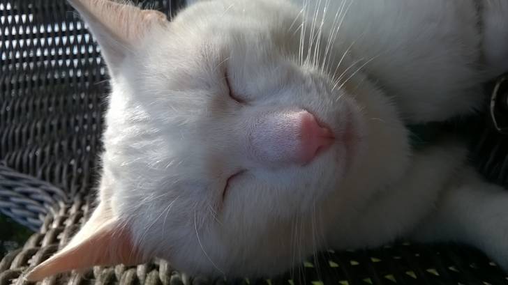 ice tea - Mâle (3 ans)
