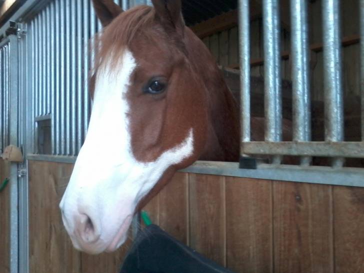 Jessie - (6 ans)