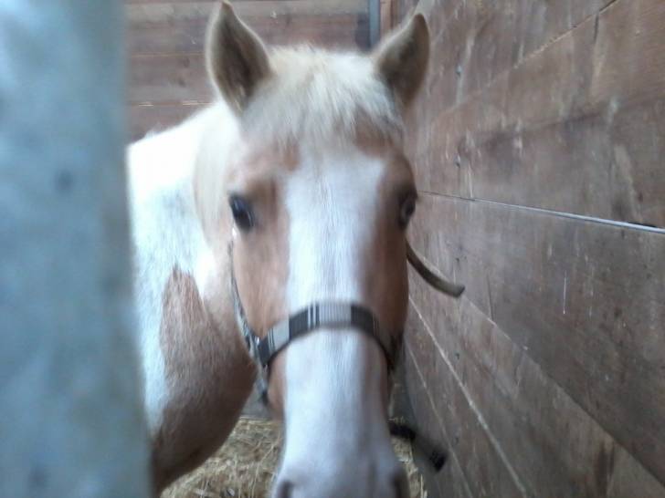 Rasta - (4 ans)