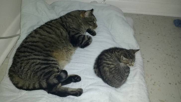 Sammy et Adabella -