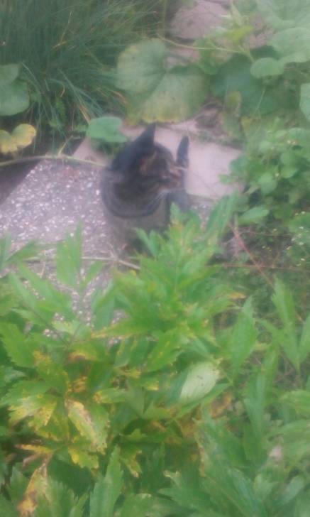 Sissi - (10 mois)