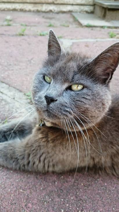Bjørn - Mâle (3 ans)