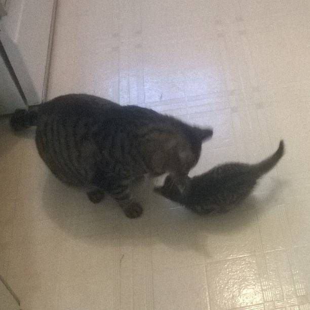 Adabella et Sammy -
