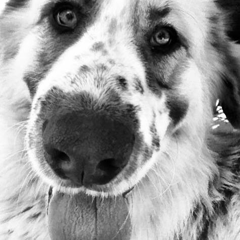 Max - Mâle (4 ans)