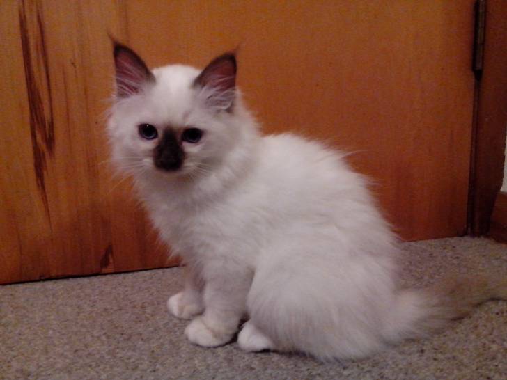 Tammy - (1 mois)