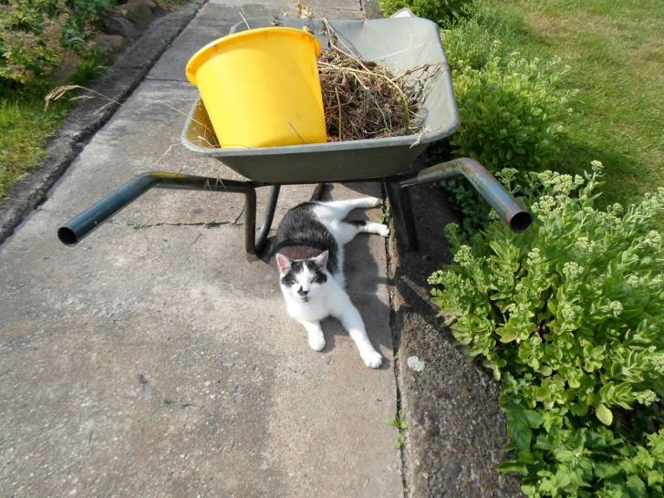 Sputti - Mâle (15 ans)