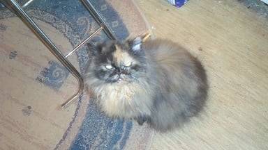 Trixi - (15 ans)