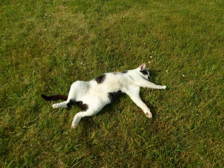 Sputti - Mâle (15 ans)