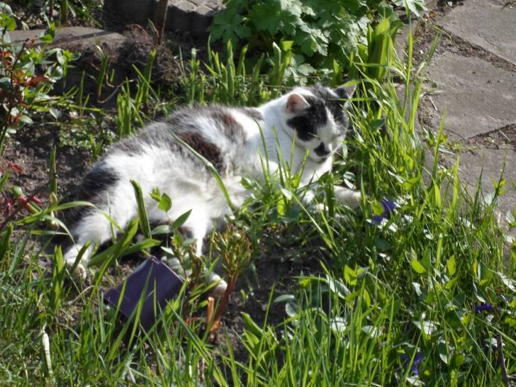 Sputti - Mâle (15 ans)