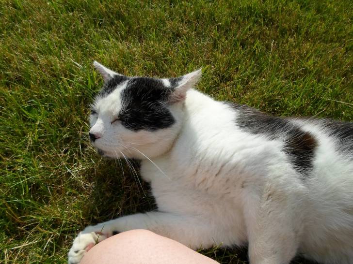 Sputti - Mâle (15 ans)