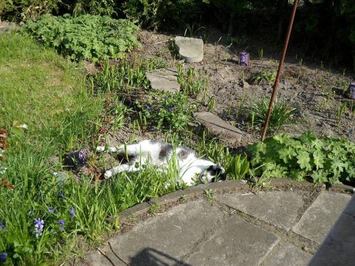 Sputti - Mâle (15 ans)