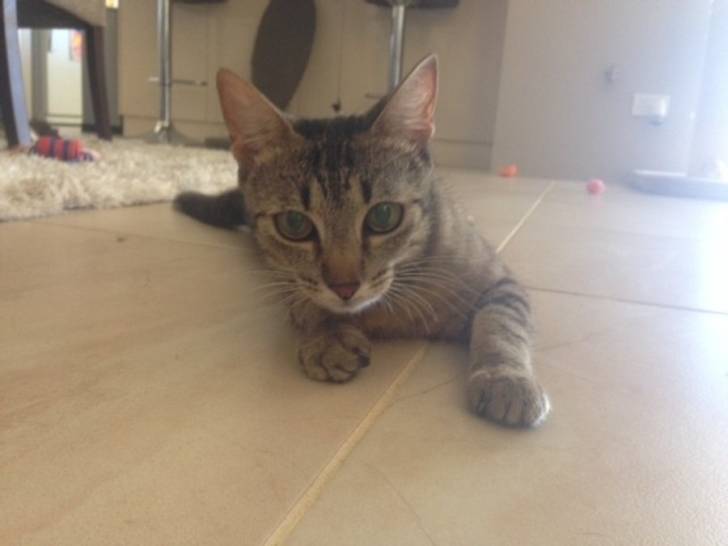 Tinkerbell - (7 ans)
