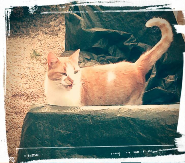 Pépé - Mâle (11 ans)