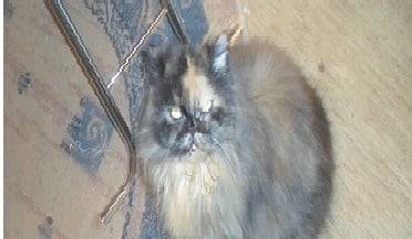 Trixi - (15 ans)