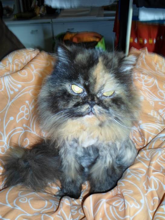Trixi - (15 ans)