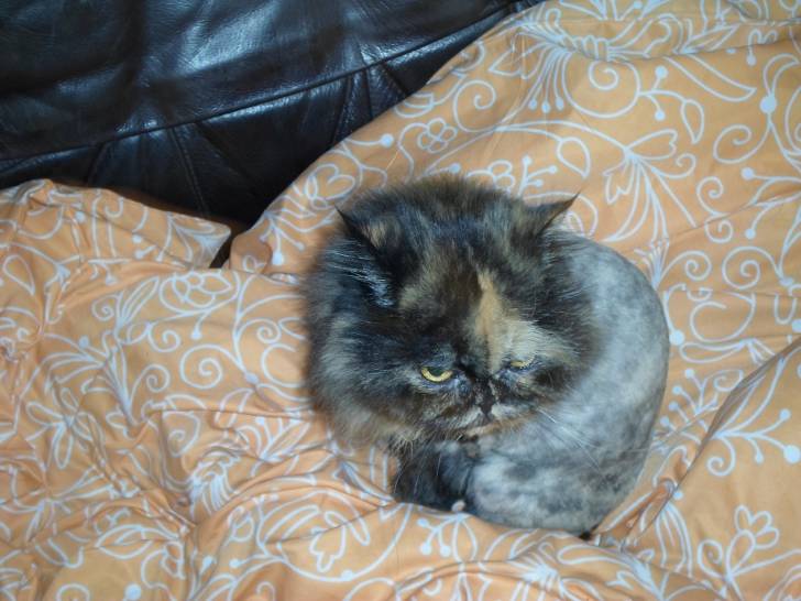 Trixi - (15 ans)