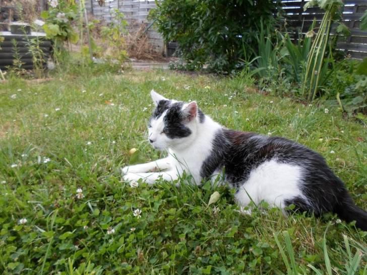 Sputti - Mâle (15 ans)