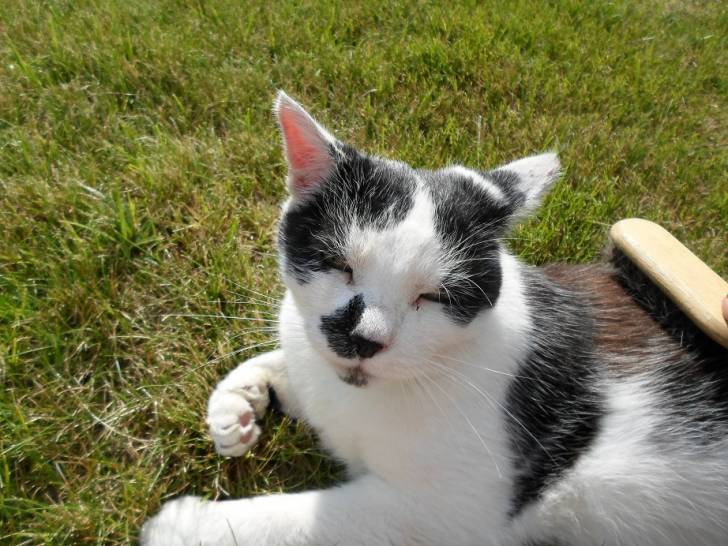 Sputti - Mâle (15 ans)