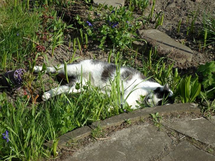 Sputti - Mâle (15 ans)
