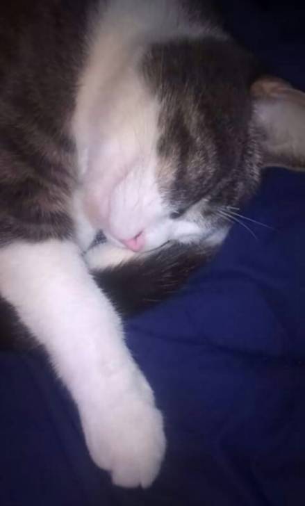 Sprinkles - Mâle (2 ans)