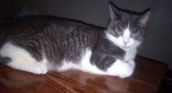 Sprinkles - Mâle (2 ans)