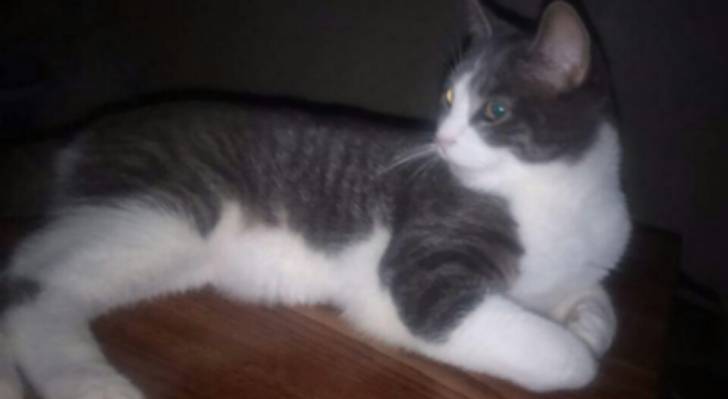 Sprinkles - Mâle (2 ans)
