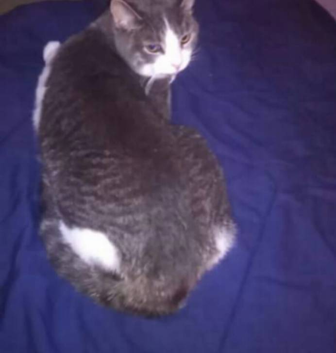 Sprinkles - Mâle (2 ans)